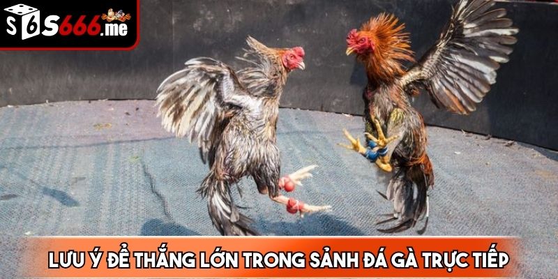 Dành thời gian tìm hiểu về đặc điểm của các chiến kê phải lưu ý