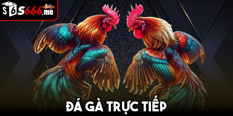 Đá gà trực tiếp