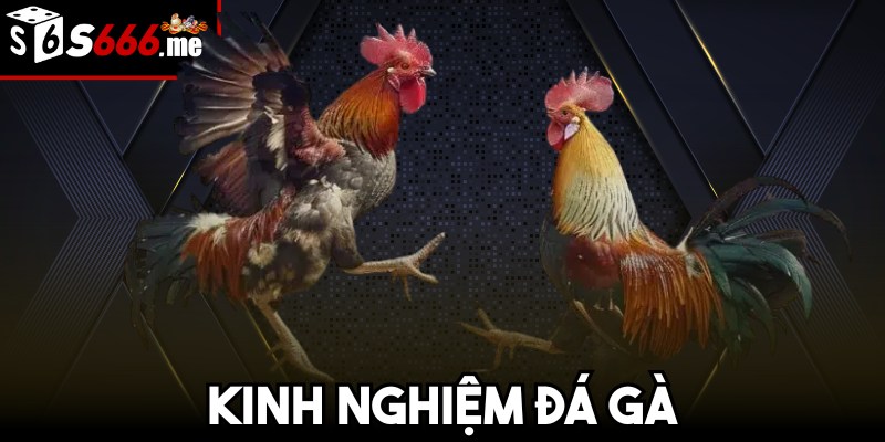 Kinh nghiệm đá gà