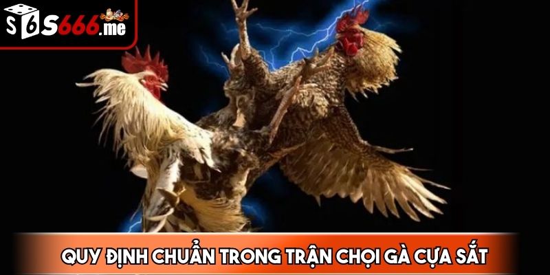 Quy định chuẩn trong trận chọi gà cựa sắt đảm bảo công bằng