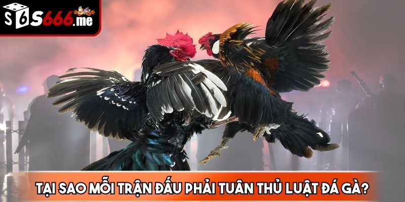 Nội dung luật chặt chẽ giúp ban tổ chức thiết lập các quy tắc